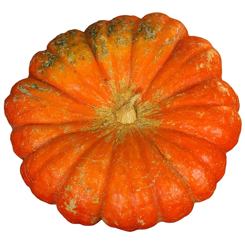 Winter Squash Seeds, Rouge Vif D' Etampes Pumpkin