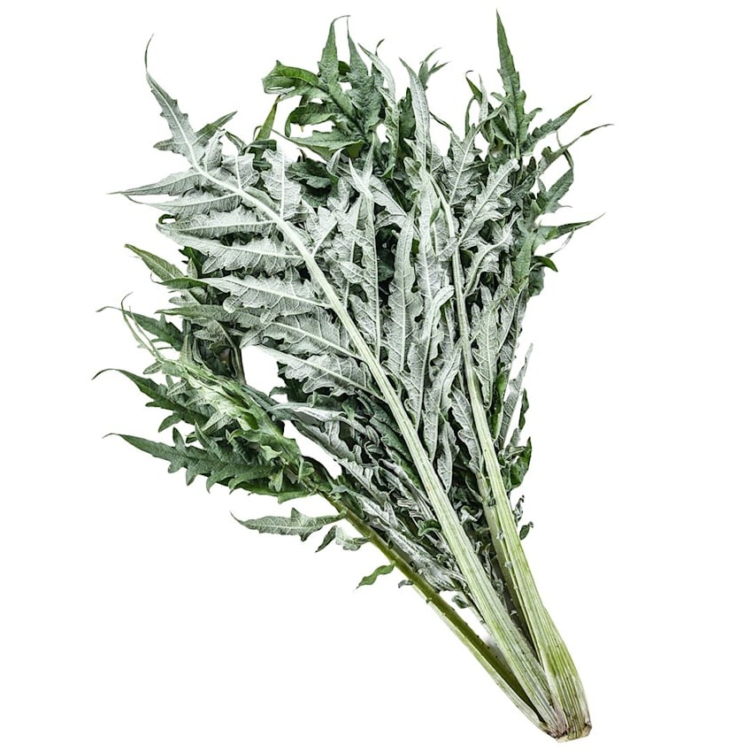 Cardoon Seeds, Gobbo Di Nizza