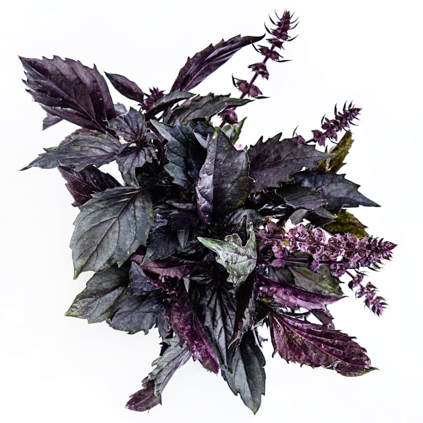 Basil Seeds, Persian