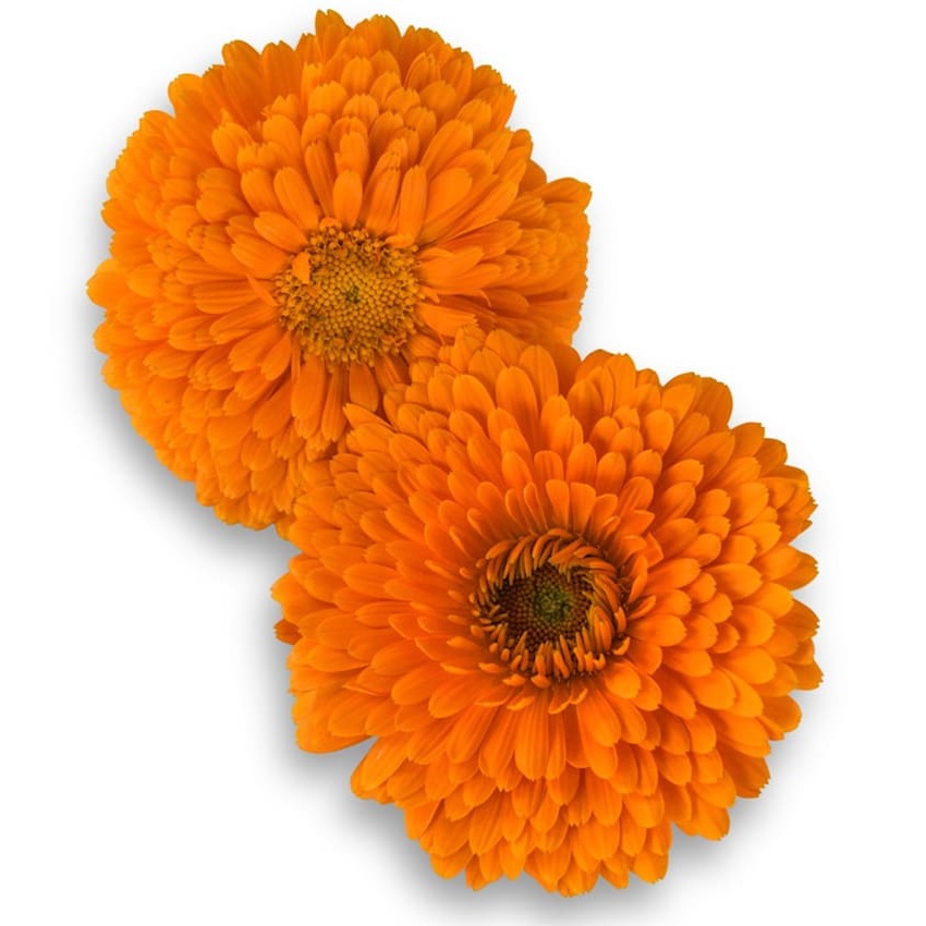 Calendula Seeds, Ball's Improved Orange