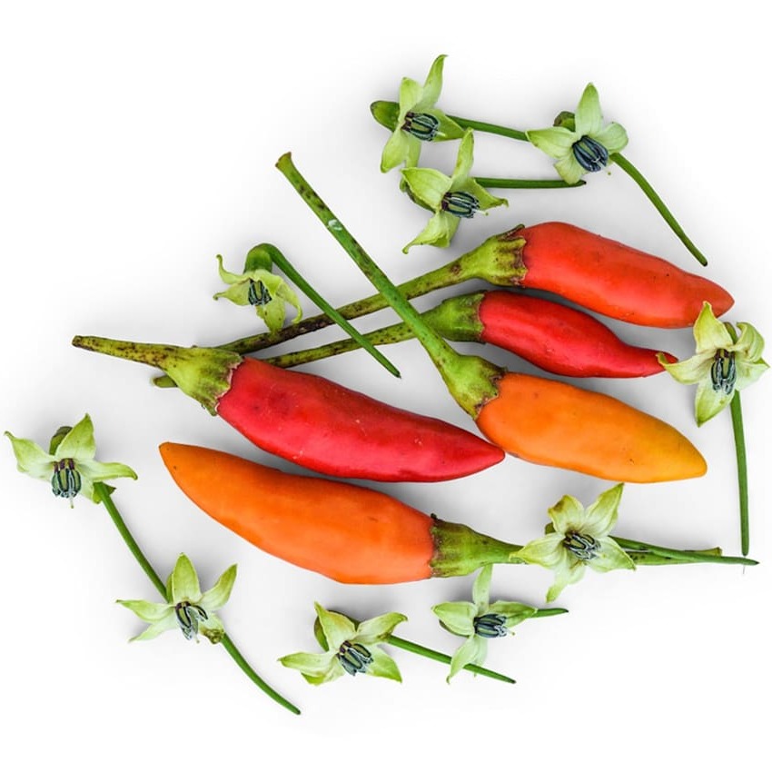 Hot Pepper Seeds, Tabasco