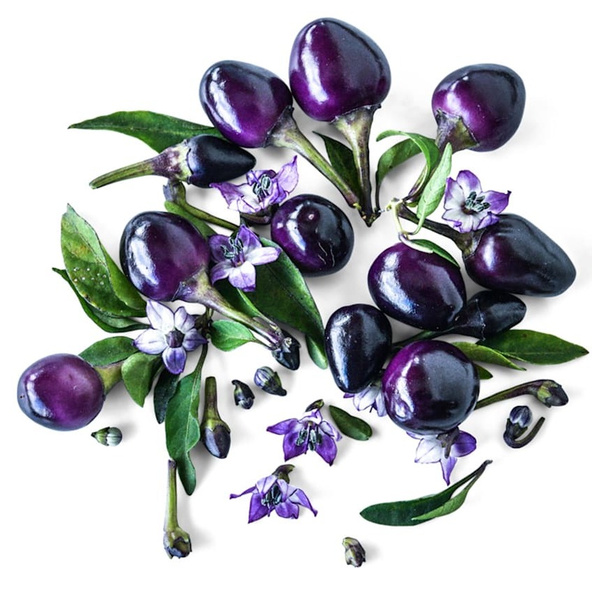 Pimenta Filius Blue