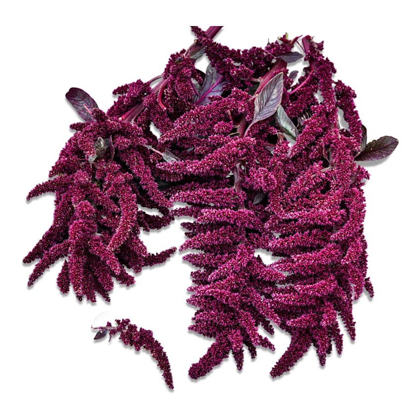 Amaranto Elena's Rojo