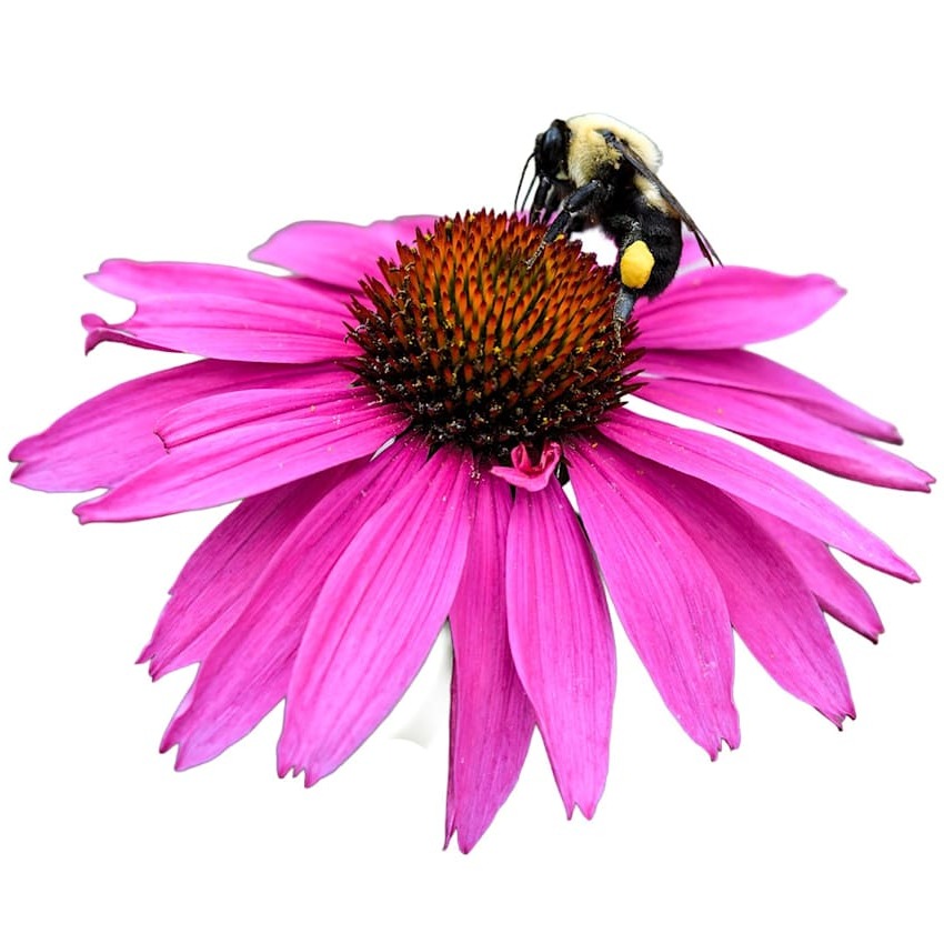 Equinácea Purpúrea