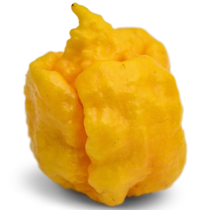 Pimenta Yellow Seven Pot