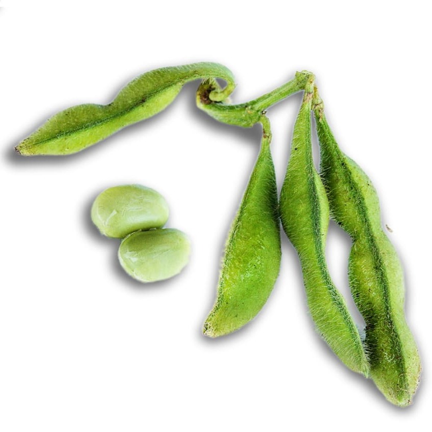 Soja Chiba Green
