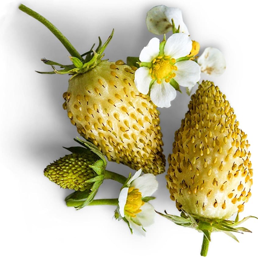 Morango Alpino White Soul