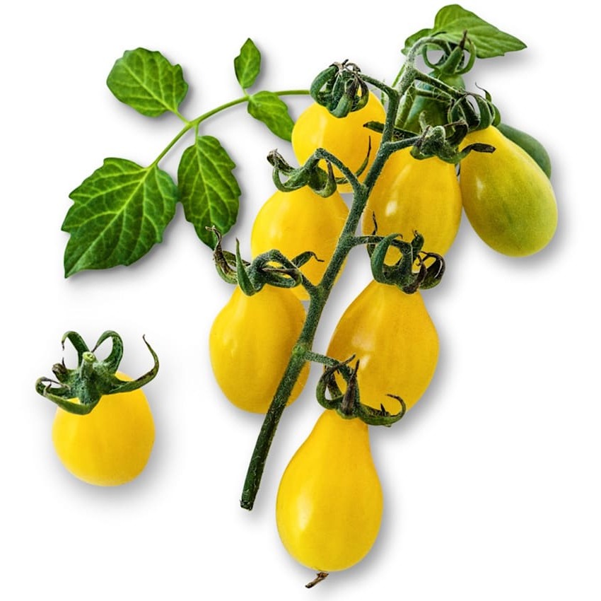Tomate Pêra Amarelo