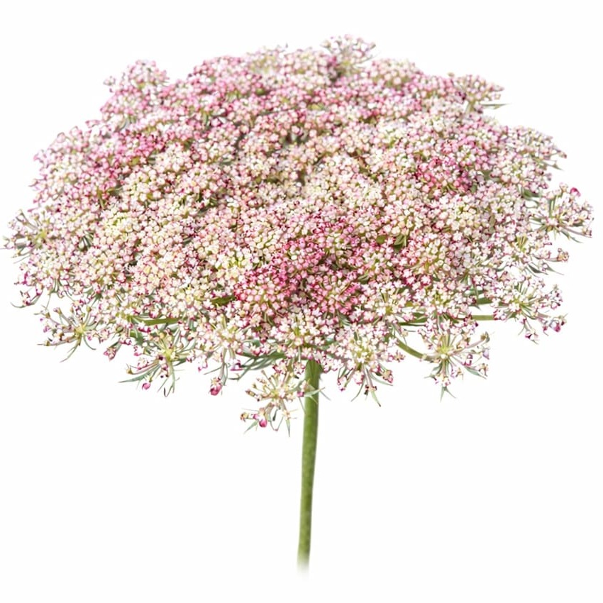 Cenoura Dara Ornamental