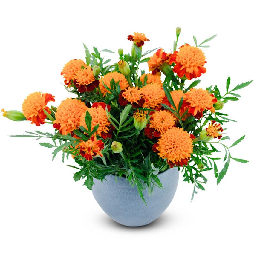 Tagetes Chama Alaranjada