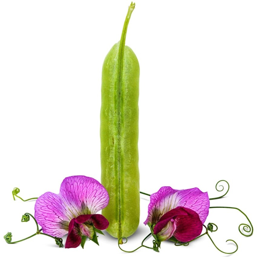 Ervilha Magnolia Blossom Tendril