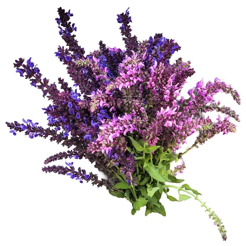 Sálvia Queen Mix