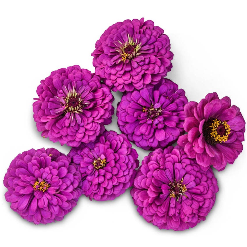 Zínia Príncipe Roxo