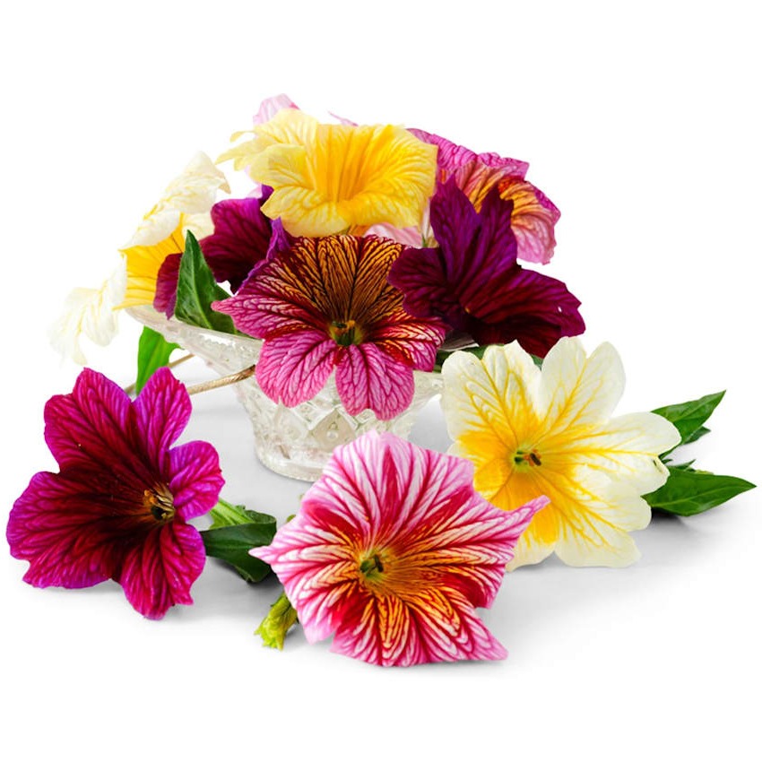 Salpiglossis Grandiflora Mix