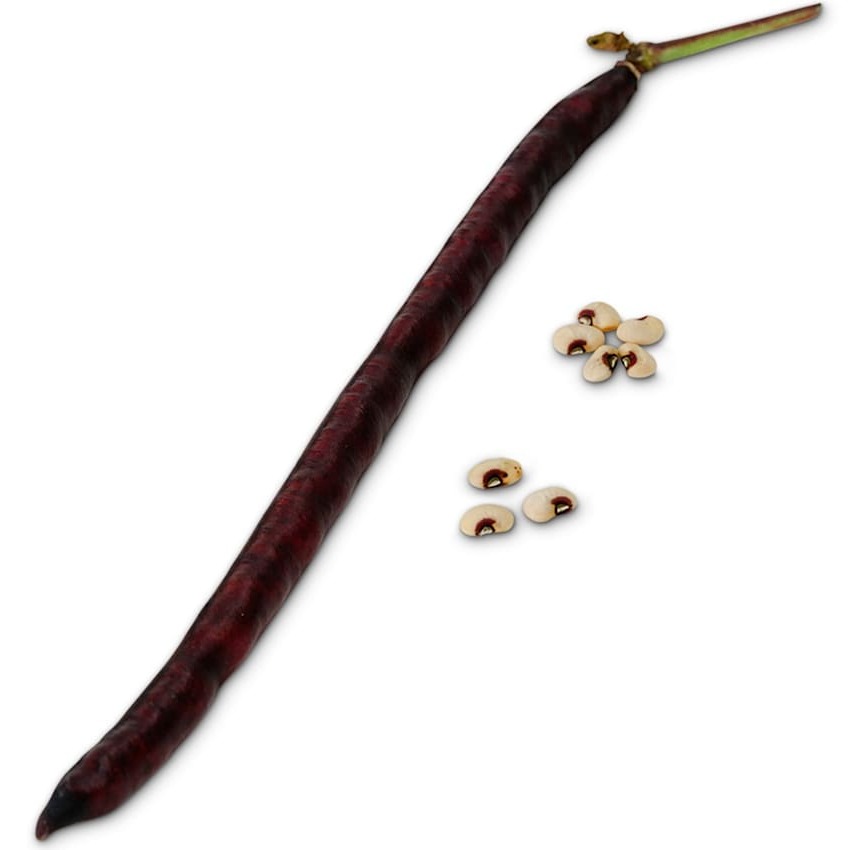 Feijão-Caupi Purple Hull Pinkeye