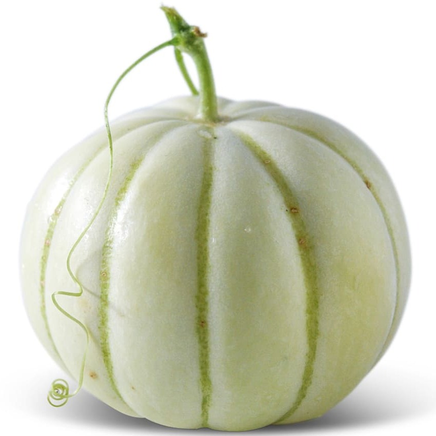Melão Kiku Crisântemo