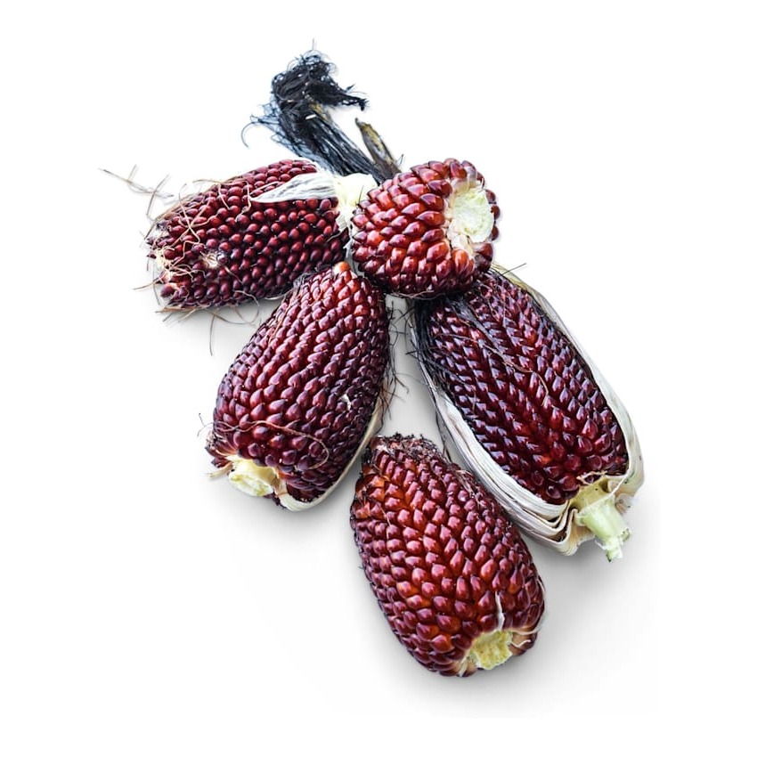 Milho Pipoca Morango