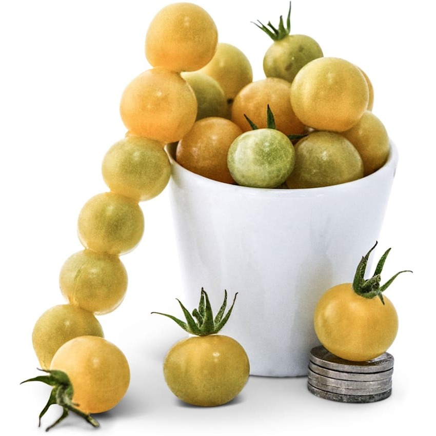 Tomate White Currant