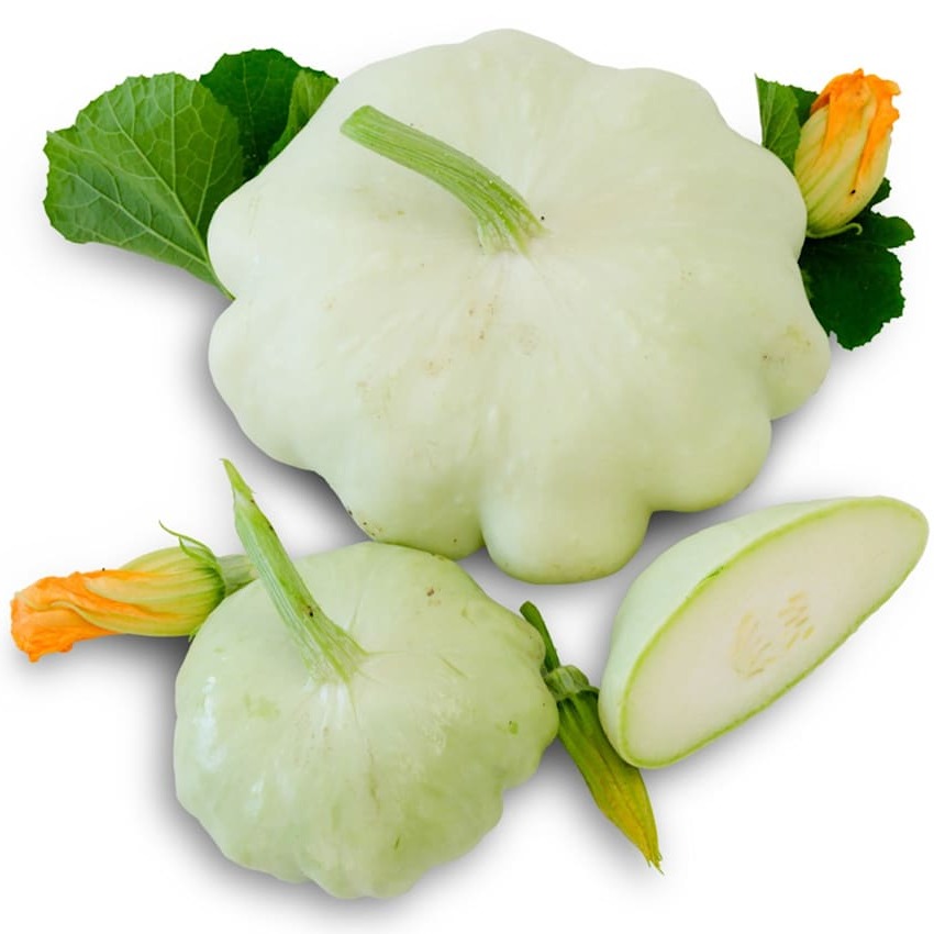 Abobrinha Bennings Green Tint Scallop