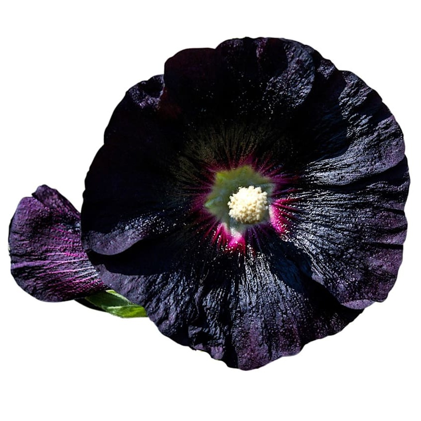 Malva-Rosa Negra Nigra