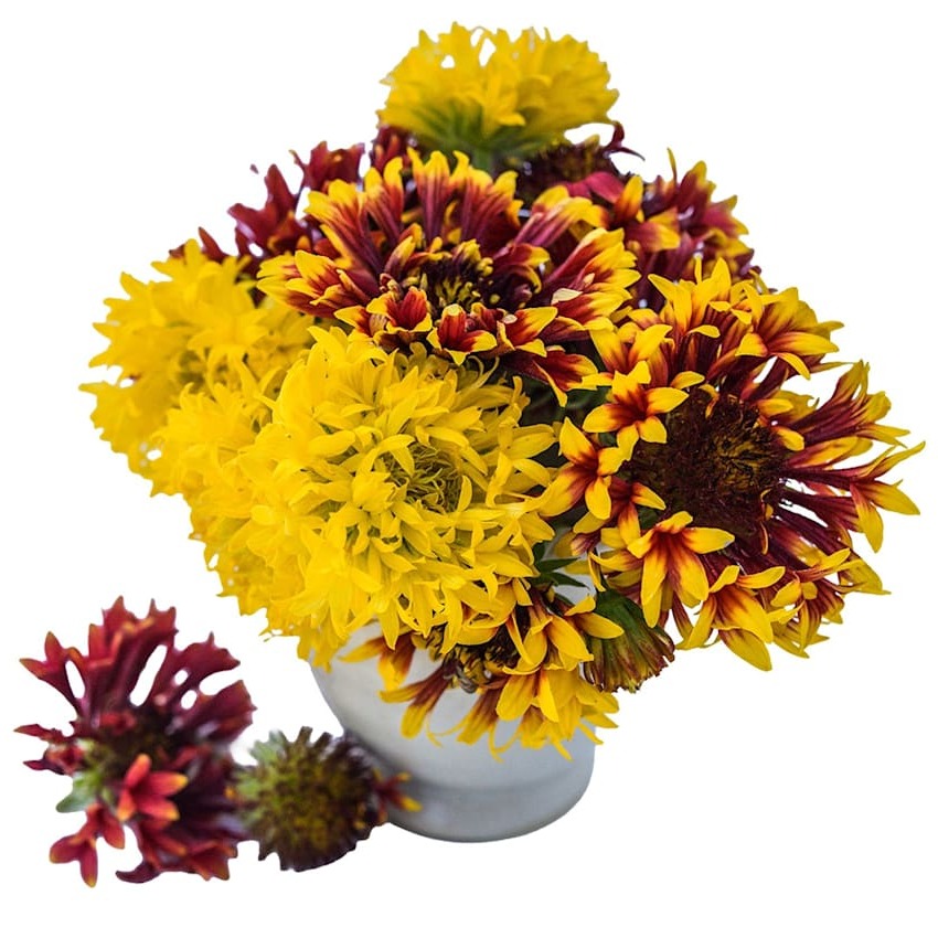 Gaillardia Pôr do Sol Duplo