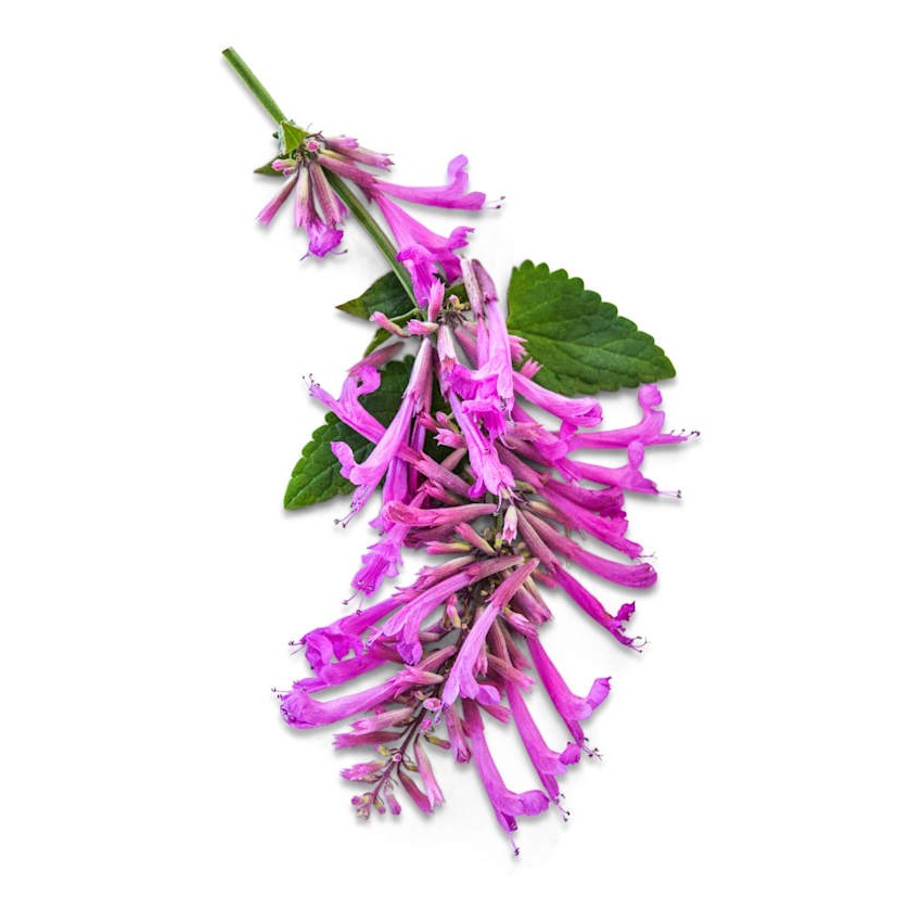 Agastache Hortelã-Beija-Flor 'Heather Queen'