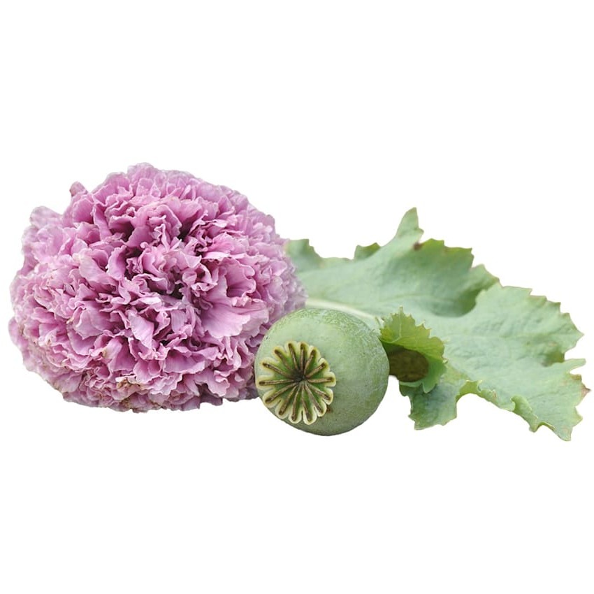 Papoula Lilac PomPom