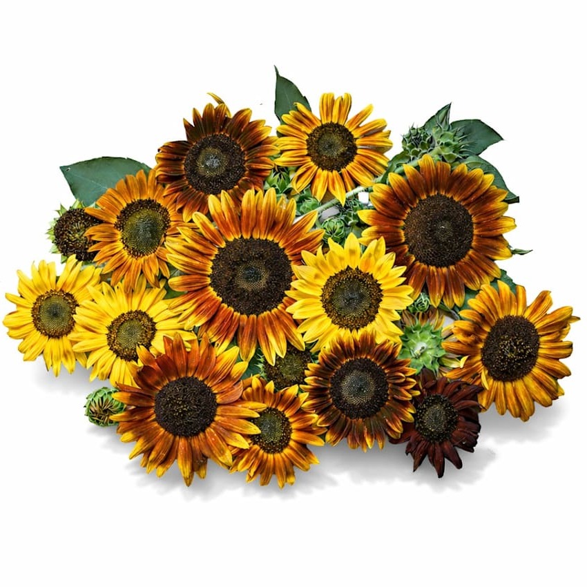 Girassol Beleza de Outono
