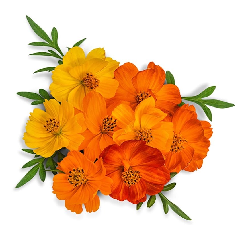 Cosmos Luzes Brilhantes