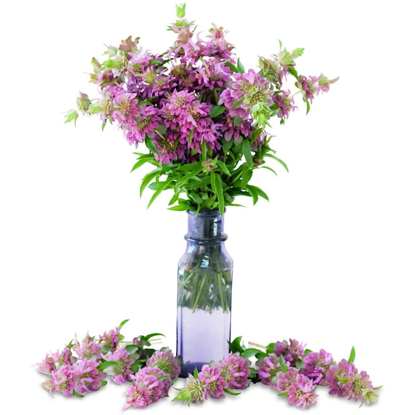 Monarda Limão