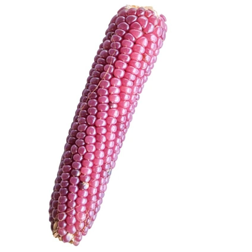 Milho de Pipoca Mini Rosa
