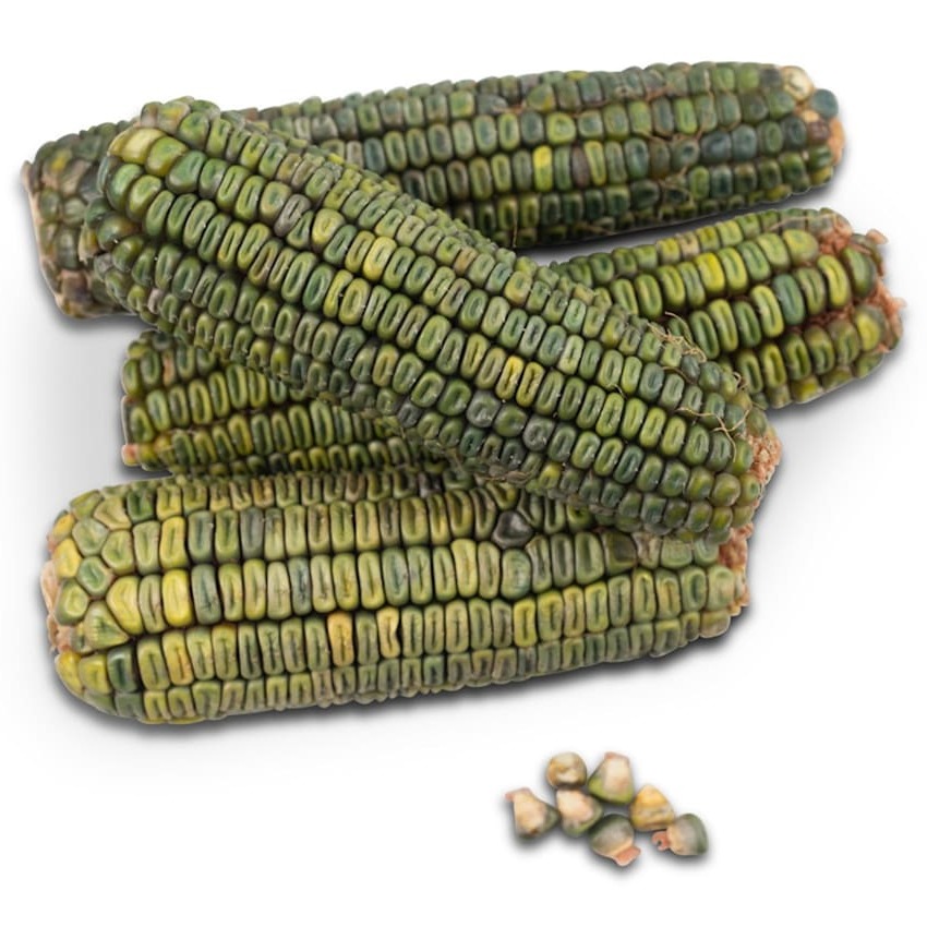 Milho Verde Oaxacan