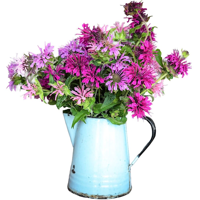 Monarda Mix Spielarten