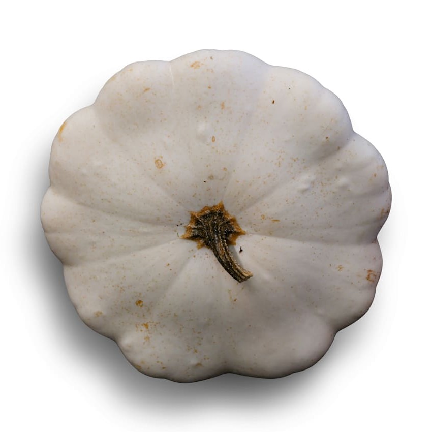 Abobrinha Scallop Branca
