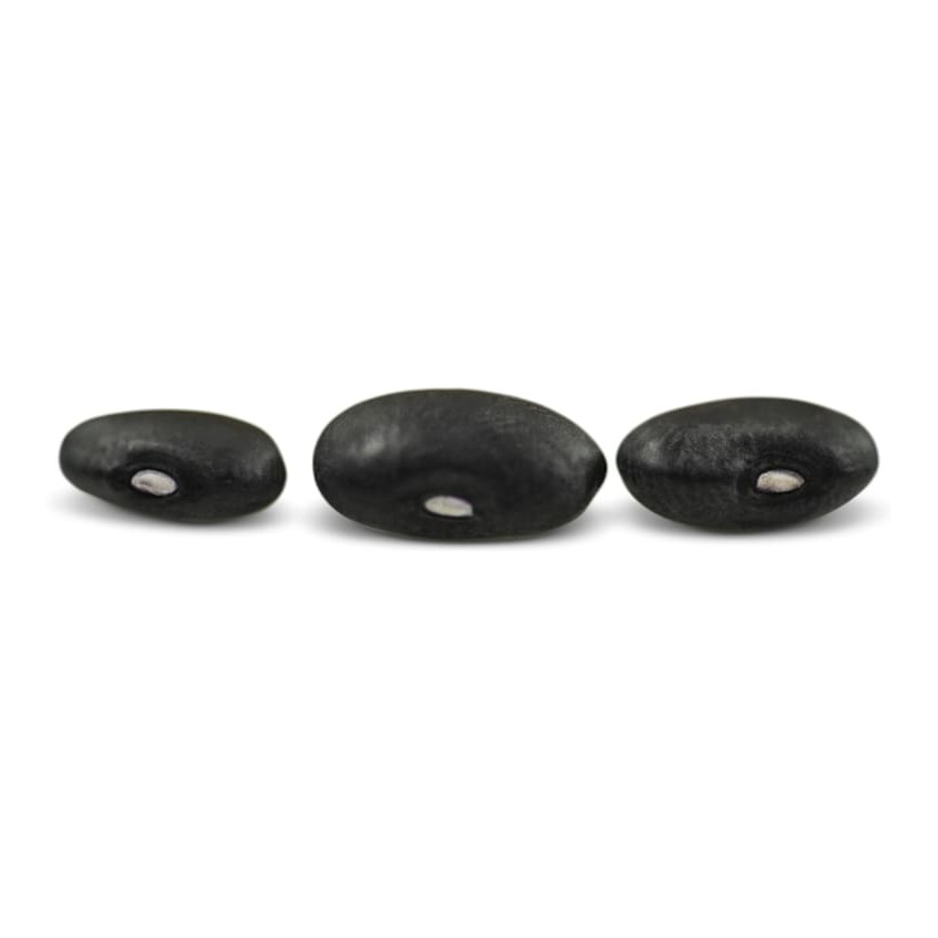 Feijão Preto Turtle