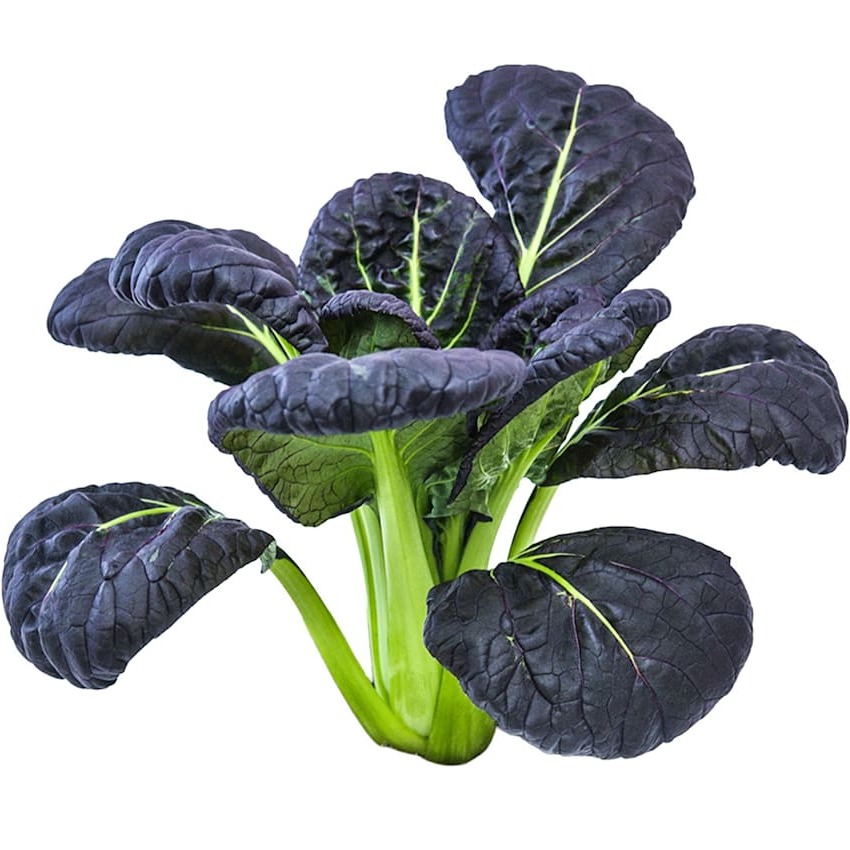 Bok Choy Purple Lady