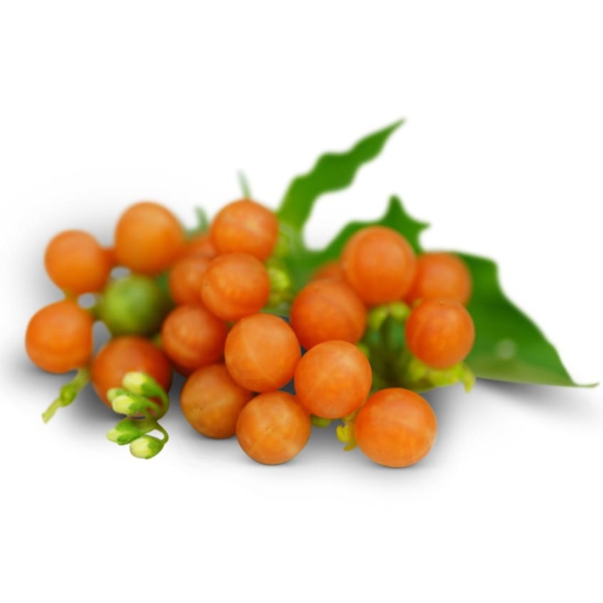 Solanum Otricoli Laranja